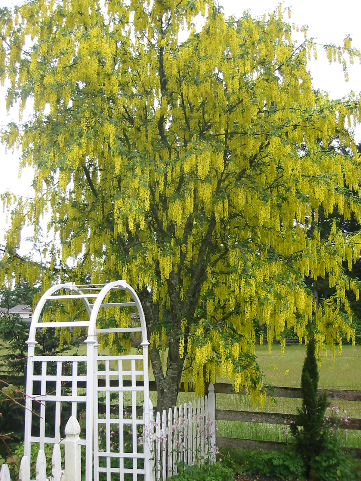 Wisteria Cottage We love our golden chain tree too!
