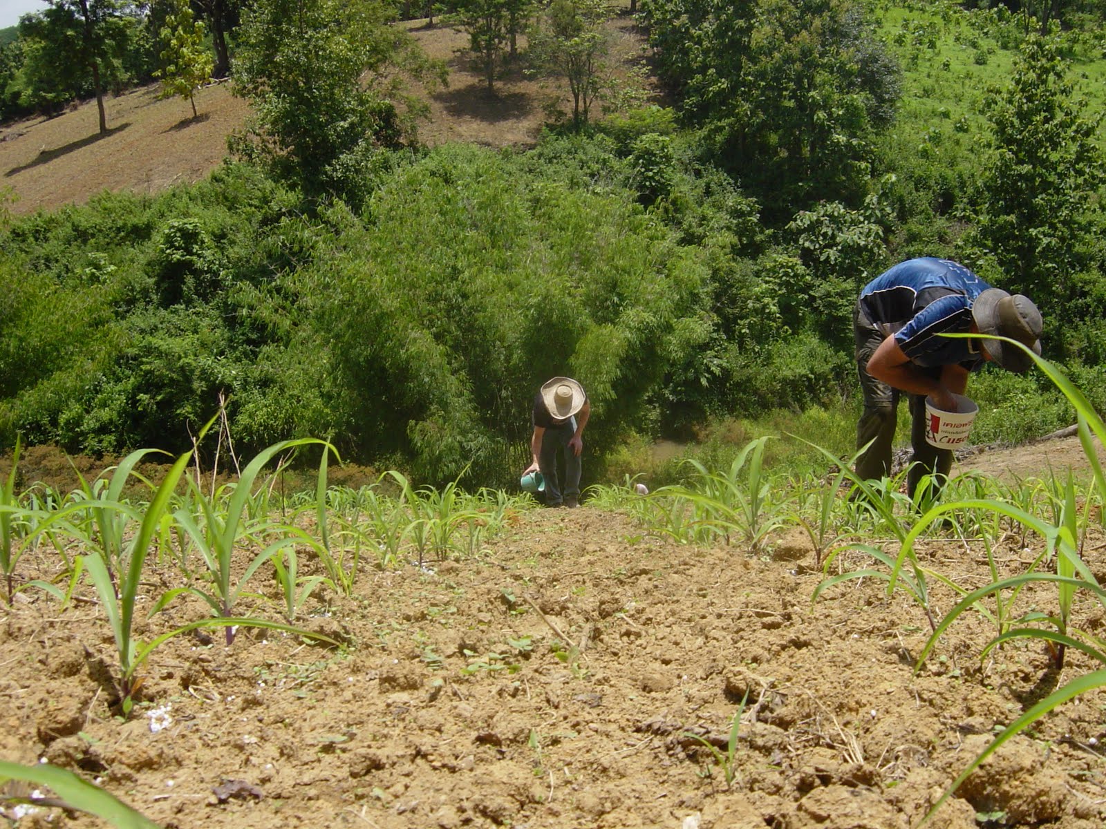 Children+of+the+corn+2009+fertilization+scene