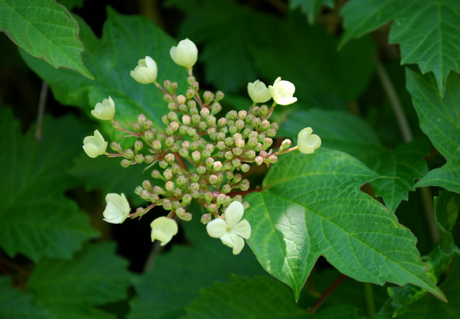 The Intercontinental Gardener Vibes about Viburnums