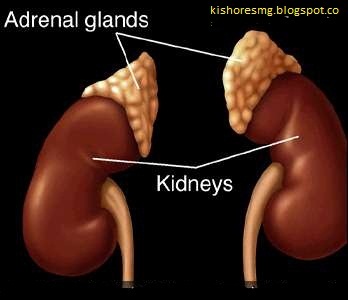 adrenal gland is located adrenal gland is located