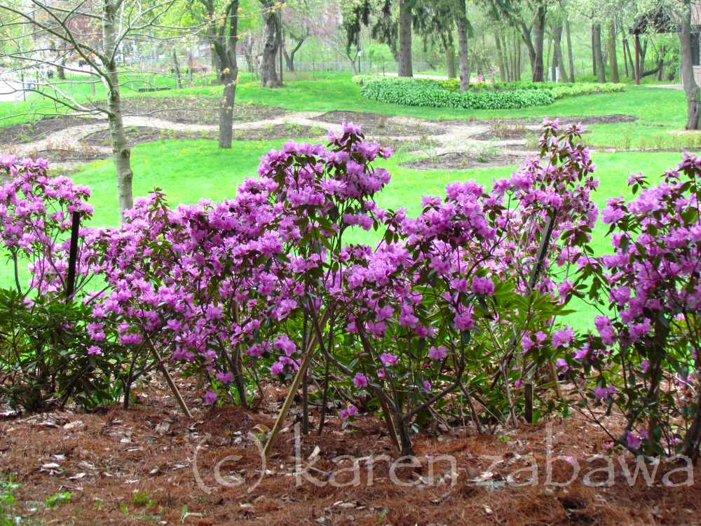 Brueckner Rhododendron Gardens PJM Rhododendrons Peak Bloom Mississauga Port Credit ON