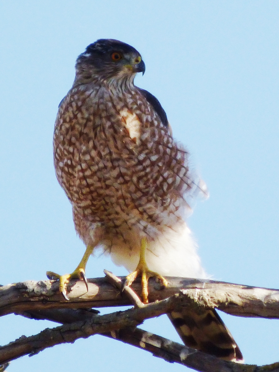 Geotripper's California Birds Sharpshinned Hawk at the San Joaquin
