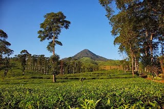 Agrowisata Kebun Teh Pagilaran di Kabupaten Batang Jawa Tengah ~ PEMILU