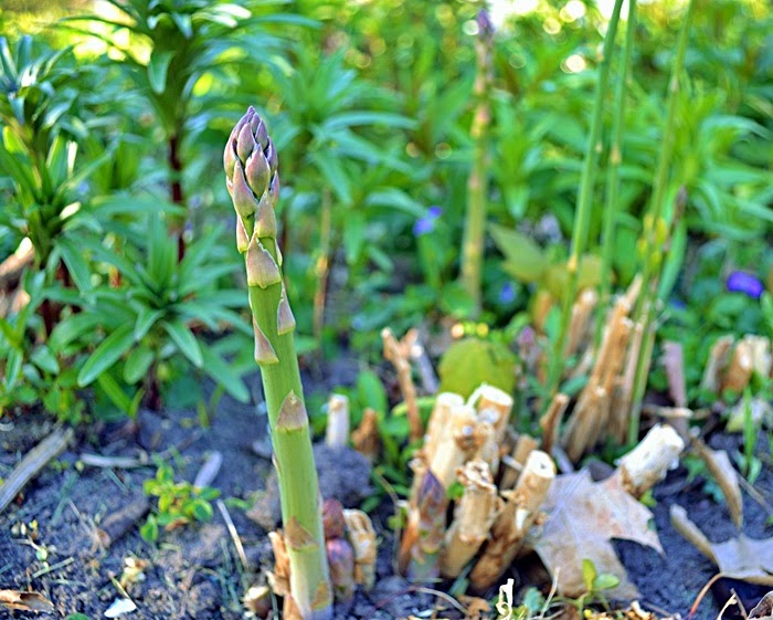  asparagus2.jpg