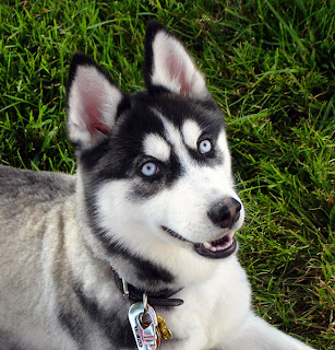 siberian husky dog pets puppy puppies picture species breeds siberian husky dog pets puppy puppies picture species breeds