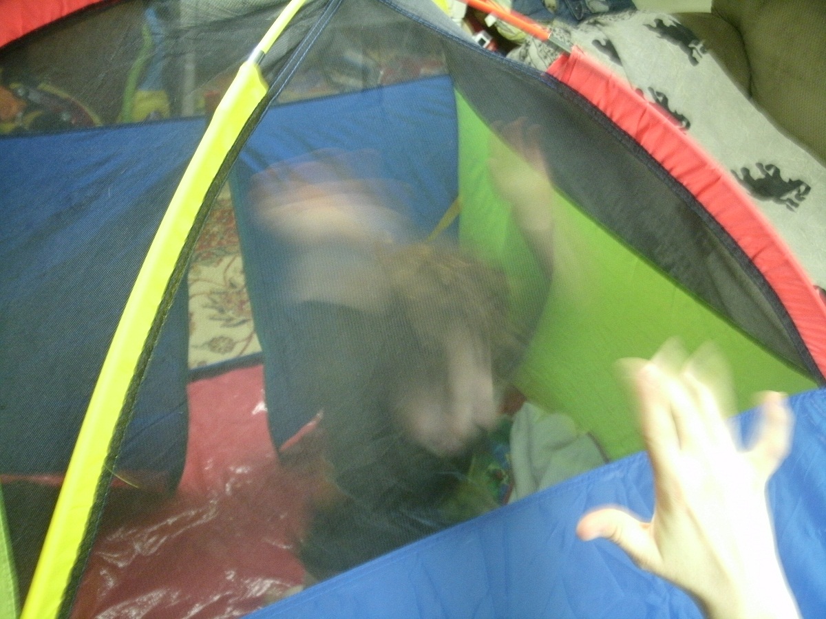 bear attacking tent