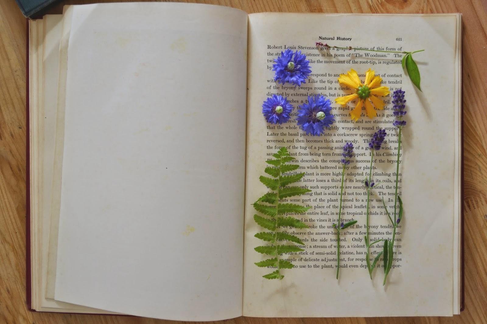 Attic Lace How to Press Flowers Using Books