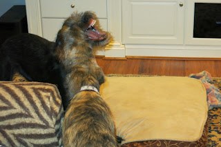 Amelia and Beckett demonstrate the fine art of puppy wrasslin'