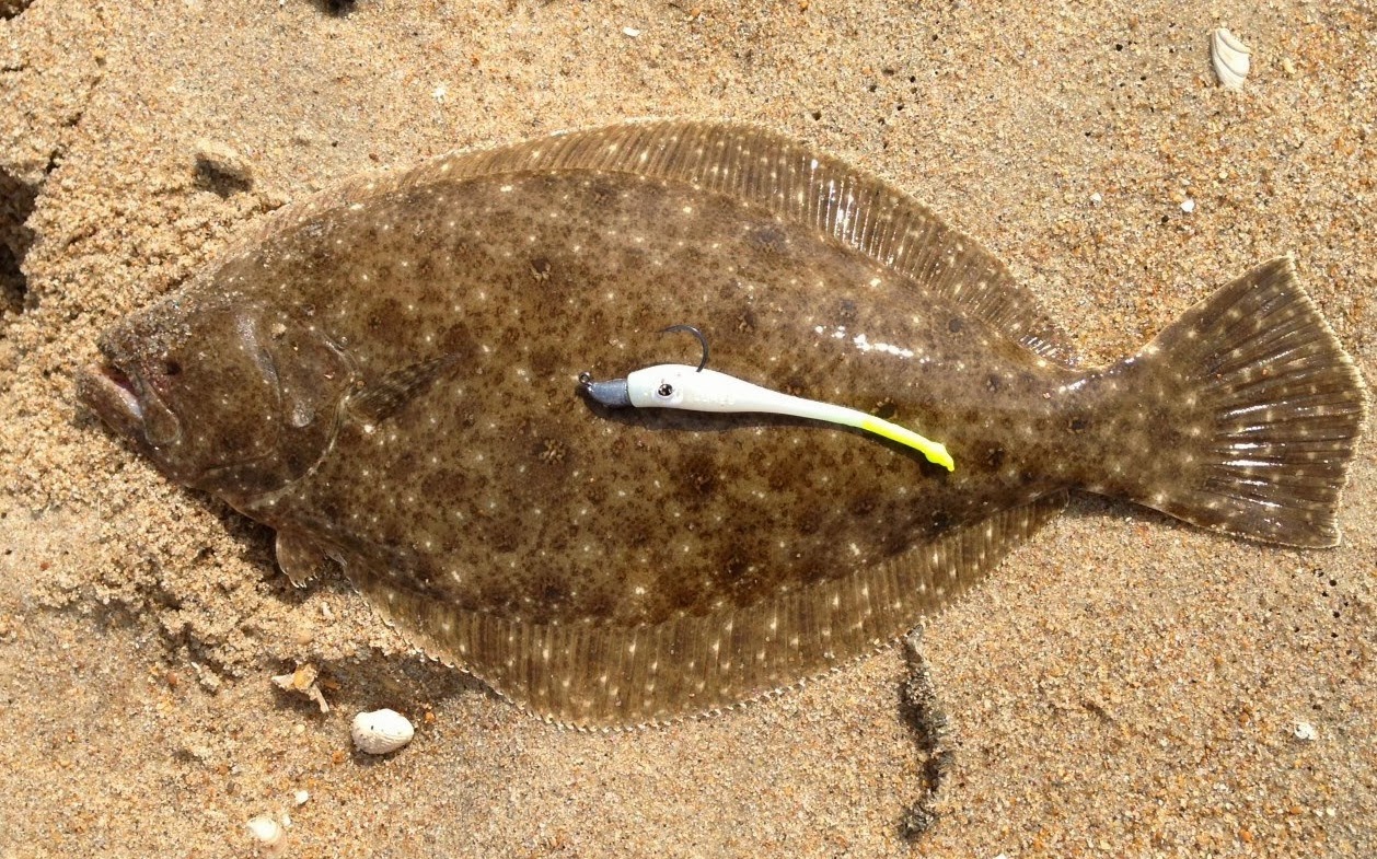 Top Water Charters Fishing Reports and News Beaufort Morehead City