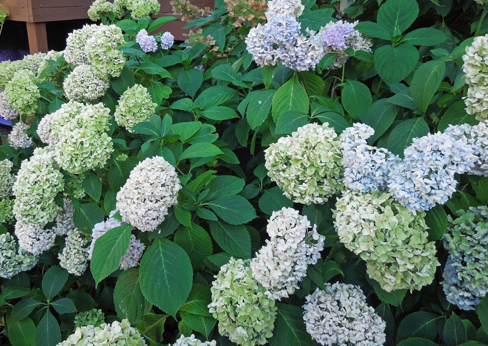 The Farm Preserving Hydrangea Blooms