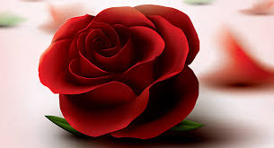 best rose for girlfriend