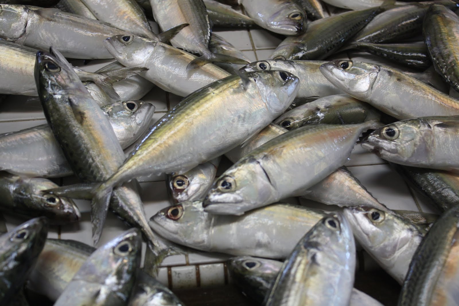 Warga Perikanan Brunei: Ikan Ikan Laut Tempatan ( Marine Fishes of