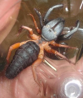 A Camel Spider