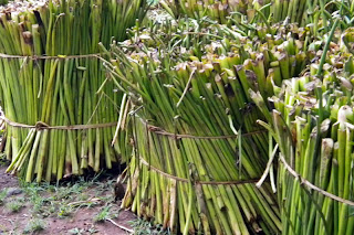 Cara mengolah dan membuat kerajinan dari tanaman eceng gondok Cara mengolah dan membuat kerajinan dari tanaman eceng gondok