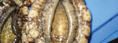 Abalone.jpg