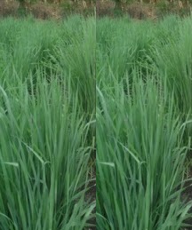 Rumput Setaria, Hijauan Pakan Ternak Yang Tahan Kekeringan dan Tahan