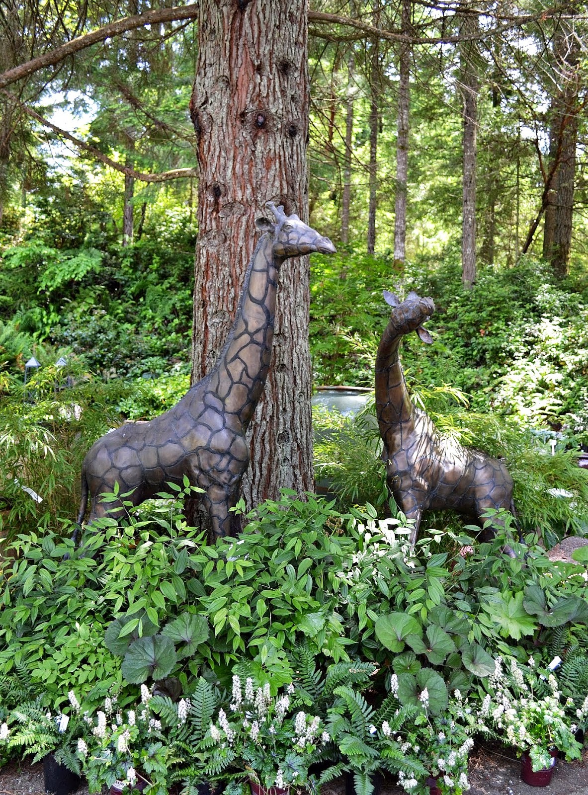 The Outlaw Gardener Visiting Rosedale Gardens in Gig Harbor, WA