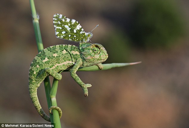 chat rencontre sur android