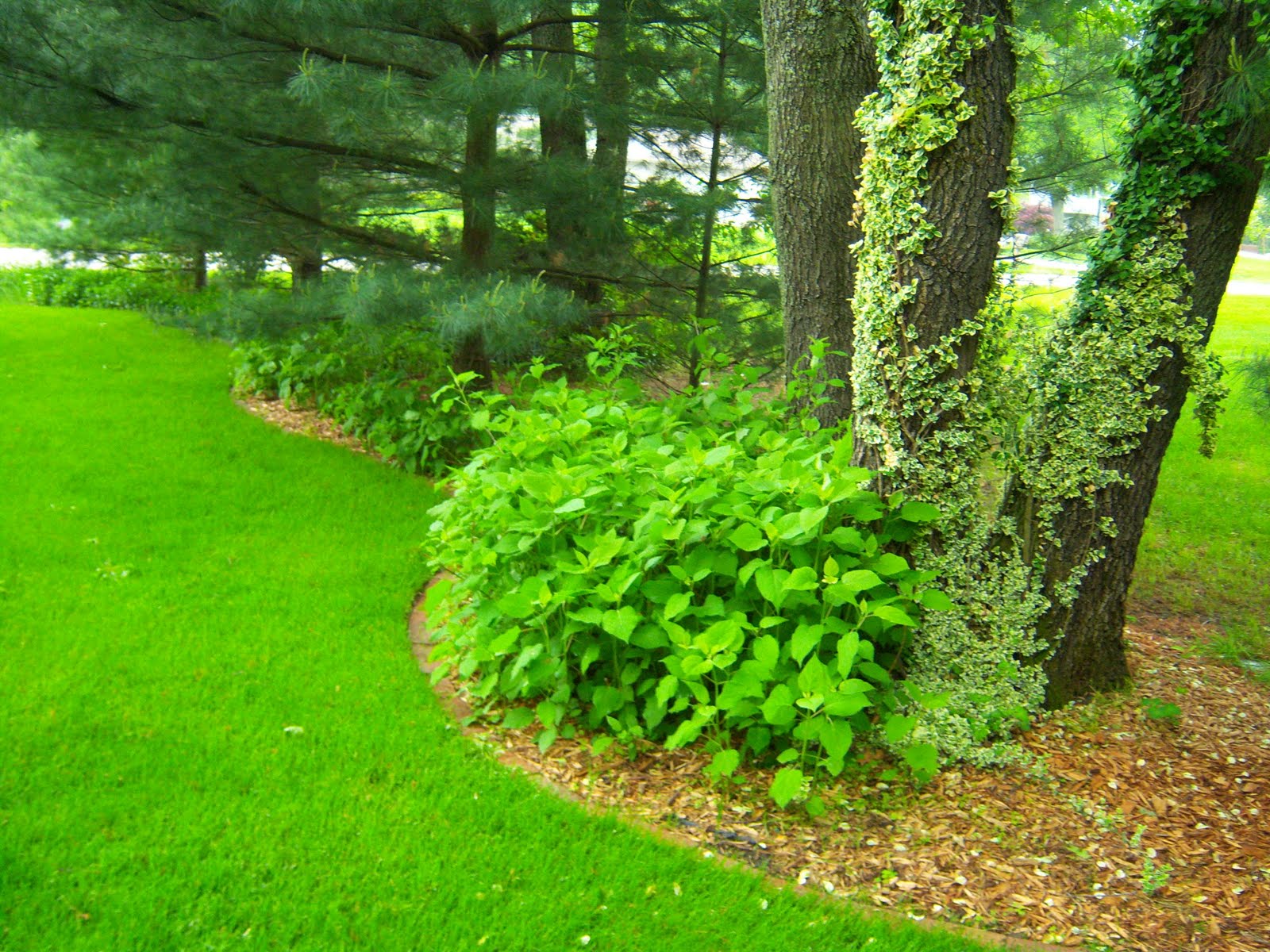 Irish Garden House: Mary, Mary, how will your garden grow