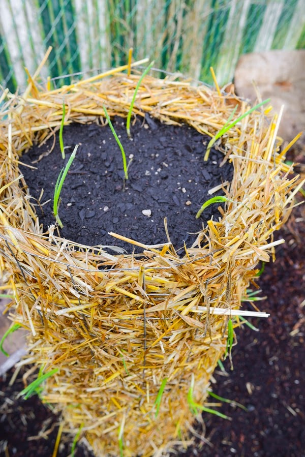 Tube garden for onions
