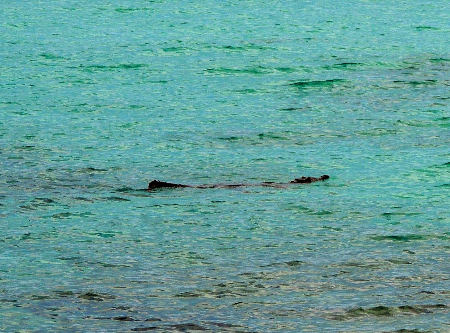 Notes From Isla Mujeres Mexico Tropical creepy crawlies