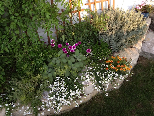 Piante per esposizioni a mezza ombra