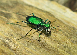 Six-spotted Green Tiger Beetle, Cicindela sexguttata 2