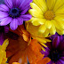 Flowers 240x320 Mobile Wallpapers -1