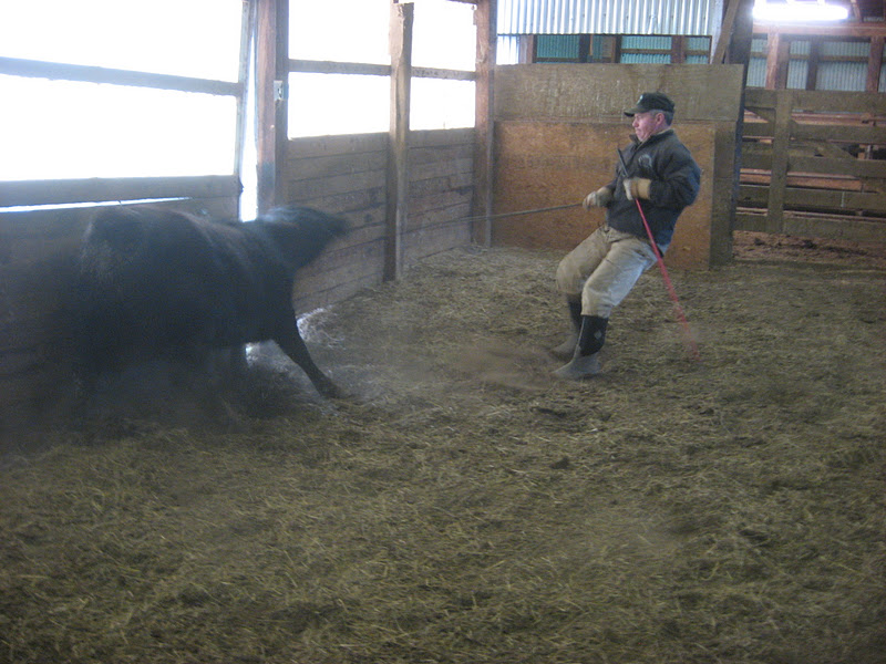 4R Ranch Halter Breaking