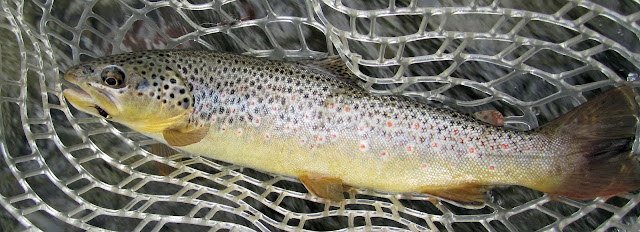 Roaring+Fork+River+Brown+trout+with+Prince+nymph+in+the+mouth.jpg
