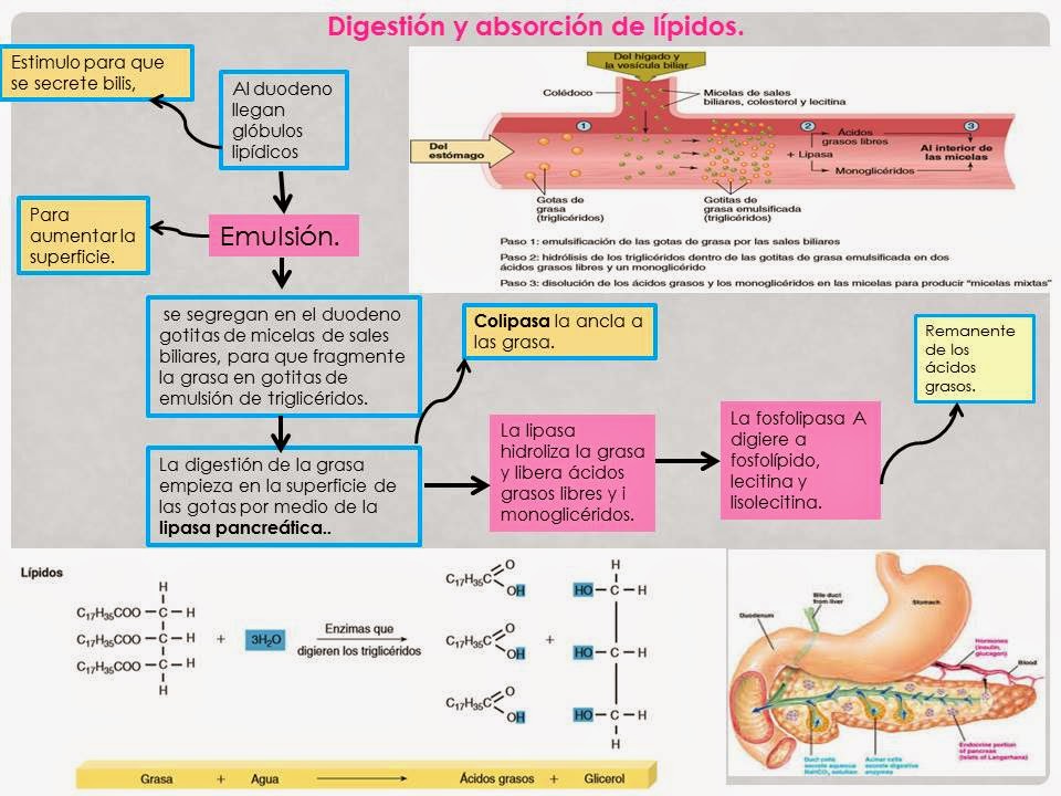 DIGESTIÓN DE CARBOHÍDRATOS, PROTEÍNAS Y LÍPIDOS. Blog de Fisiología