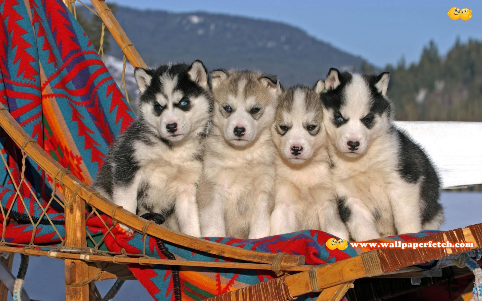 http://4.bp.blogspot.com/-9BiaHfPIRfk/T1oCq92Y1YI/AAAAAAAAA4Q/gqGsAbiGKac/s1600/husky-puppies-5072-1920x1200.jpg