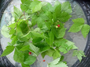 Raspberry leaf tea