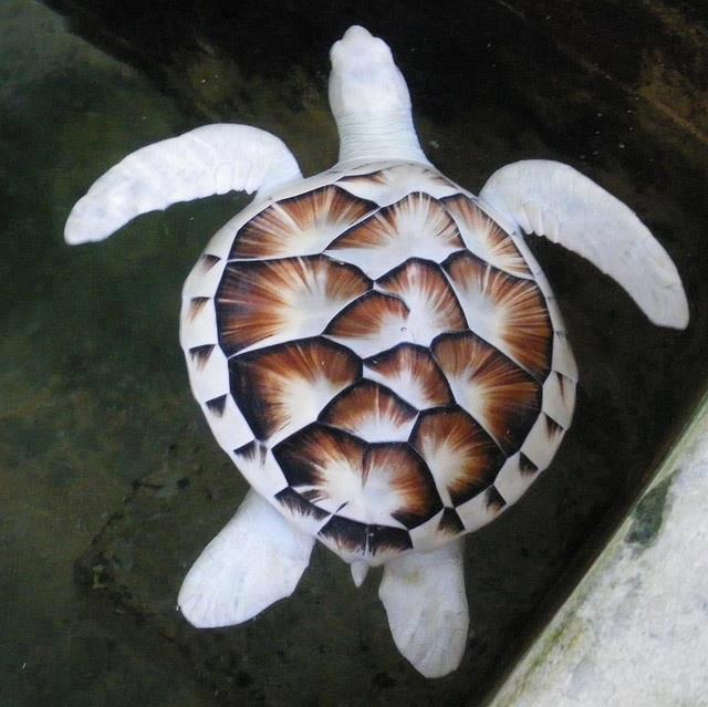 Artistic Land : Mystic White Sri Lankan Sea Turtle