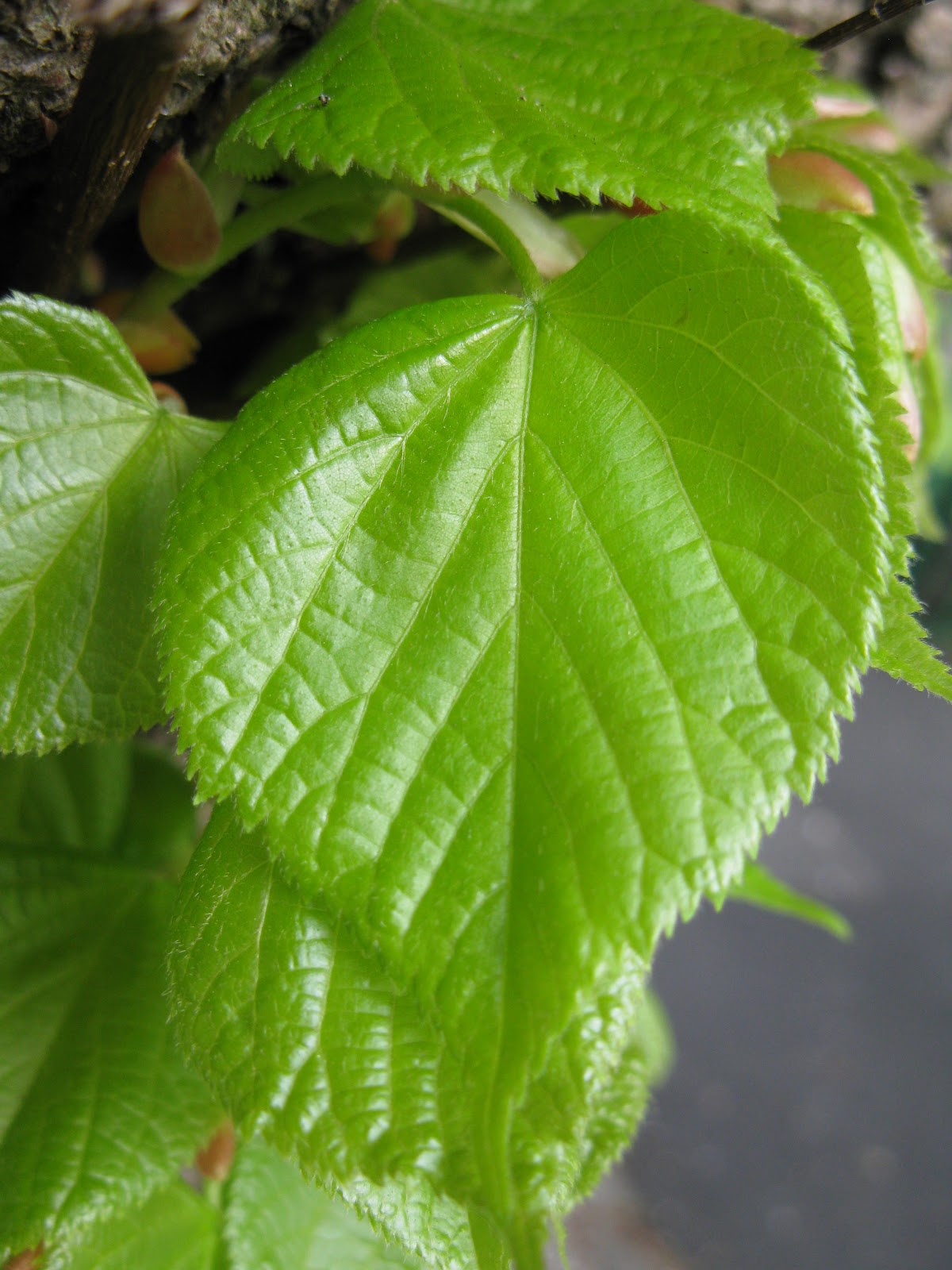 Plants Blog term 3 Tilia x europea Common Lime