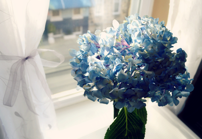 Hydrangeas - Organized Mess