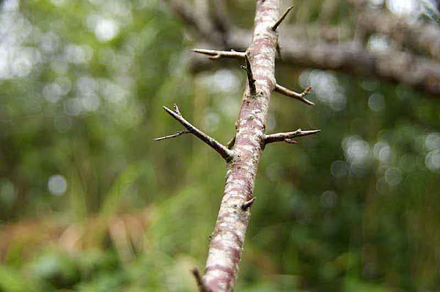 thorns, branch, plum tree