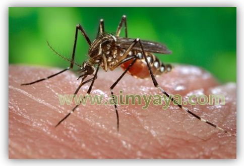  Chikungunya ialah penyakit yang disebabkan oleh alphavirus dari keluarga togaviradae Cara Mengatasi Chikungunya