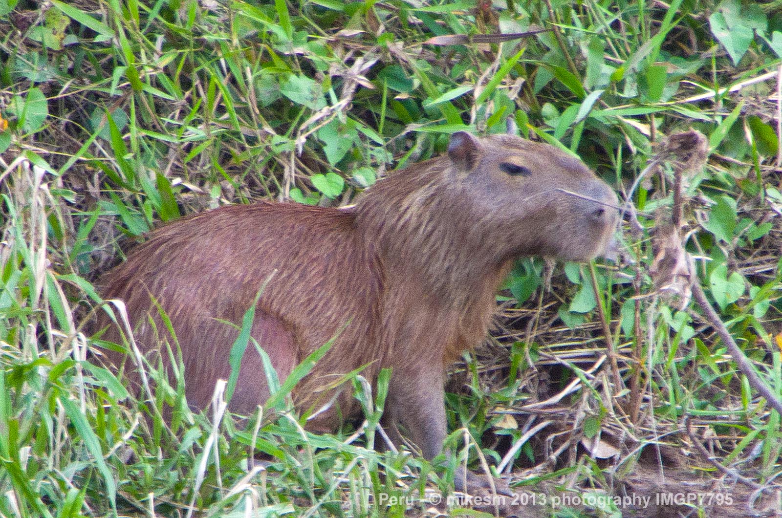 My Photo Blog Wildlife of the Tambopata National Reserve, Amazon