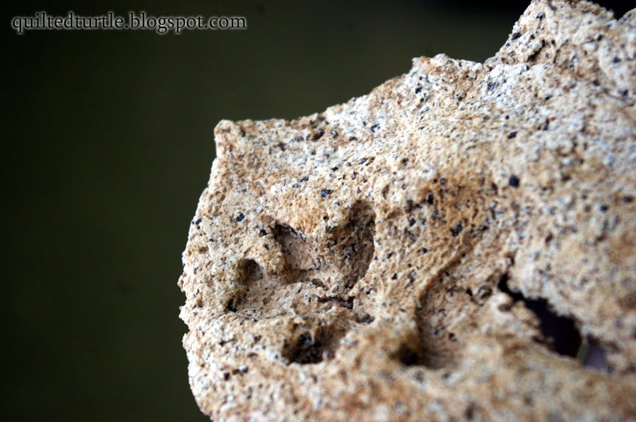 The Quilted Turtle Homemade Fossils