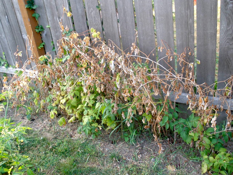 Urban Hobby Homesteader Pruning Raspberry Plants