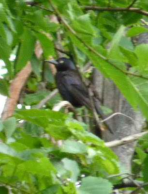 grackle