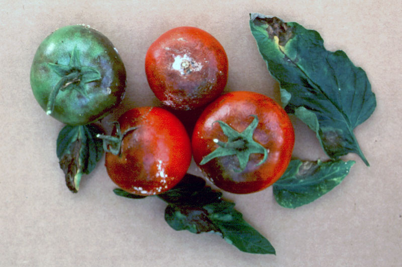 WHAT IS TOMATO BLIGHT? The Garden of Eaden