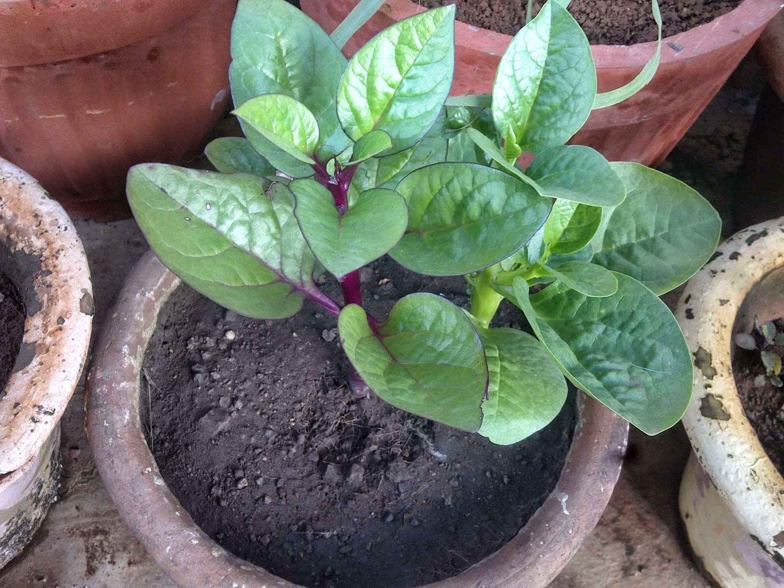 Plants Growing In My Potted Garden. Growing Malabar Spinach In my