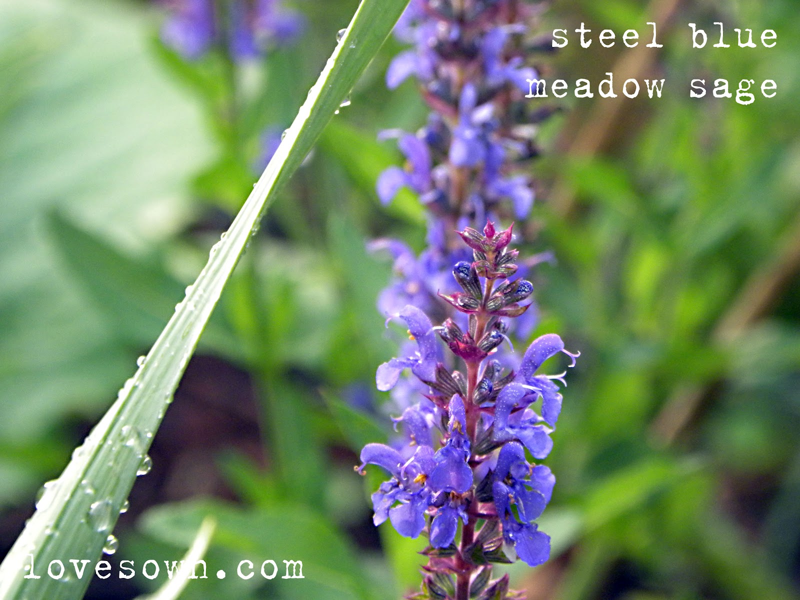 In Bloom Steel Blue Meadow Sage Love Sown
