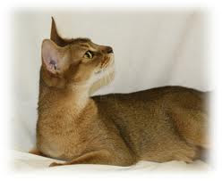ruddy abyssinian cat - Tawny - Usual