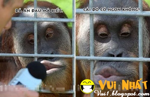 Hình ảnh động vật ham ăn hài hước nhất Hình ảnh động vật ham ăn hài hước nhất