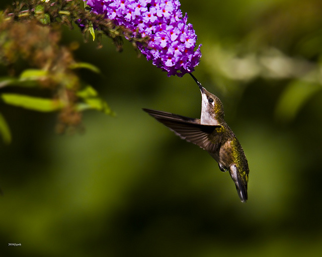 dr dan s garden tips attracting hummingbirds dr dan s garden tips attracting hummingbirds