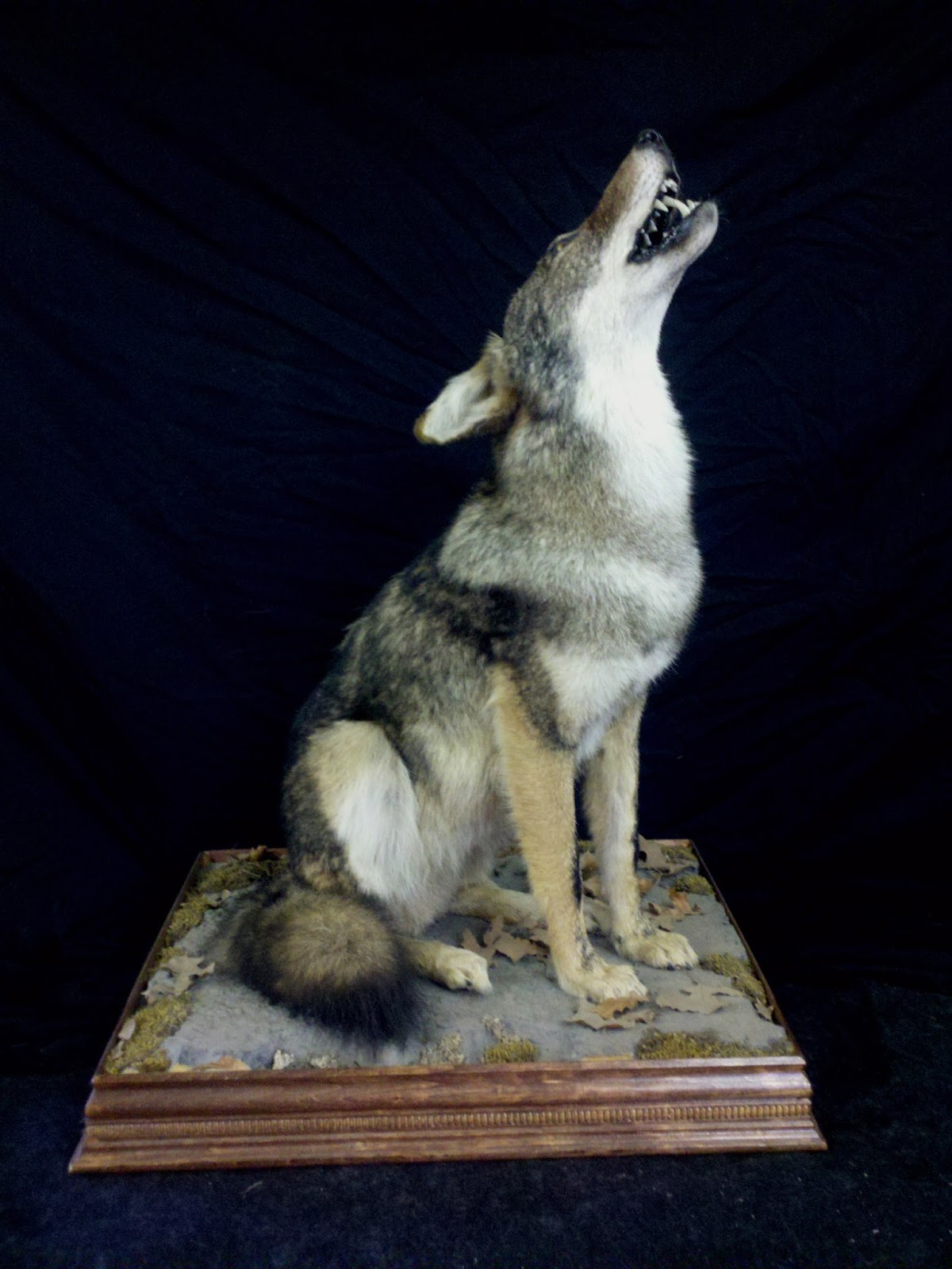 Frosty Hollow Taxidermy Small Game