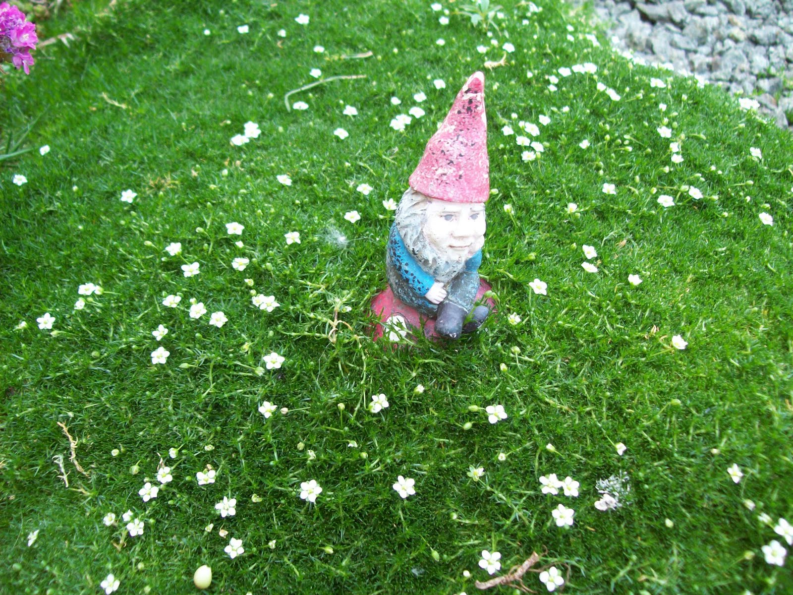 this little gnome makes his home amongst the moss in the rock garden 